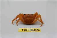 藏品(白紋方蟹)的圖片